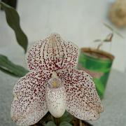 Paphiopedilum bellatulum alba x ang-thong alba
